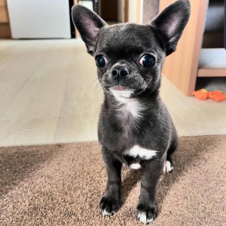Weiblicher Chihuahua-Welpe sucht ein liebevolles Zuhause für immer.