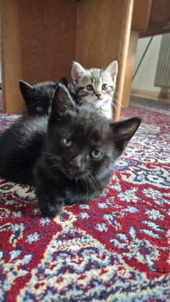 🐾 Wunderschöne BKH-Mix-Kätzchen suchen ein liebevolles Zuhause 🐾