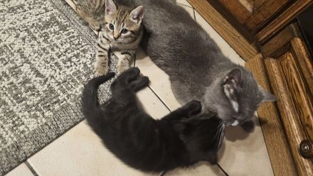 🐾 Wunderschöne BKH-Mix-Kätzchen suchen ein liebevolles Zuhause 🐾