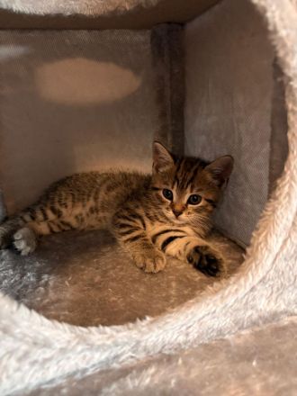 🐾 Wunderschöne BKH-Mix-Kätzchen suchen ein liebevolles Zuhause 🐾
