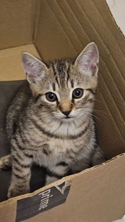 🐾 Wunderschöne BKH-Mix-Kätzchen suchen ein liebevolles Zuhause 🐾
