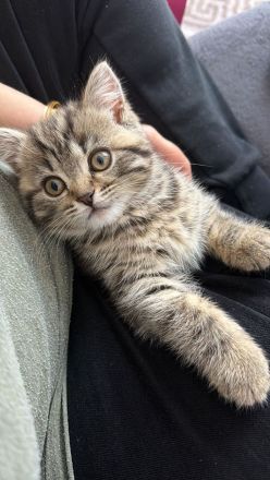Bkh kitten