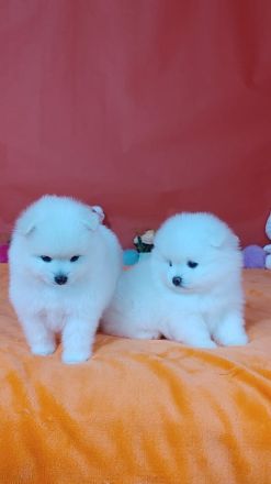 Zwergspitz-Pomeranian welpen