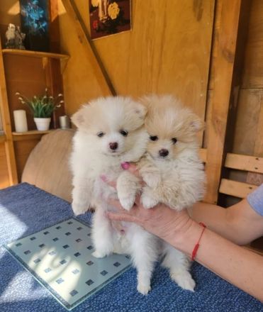 Zwergspitz-Pomeranian welpen