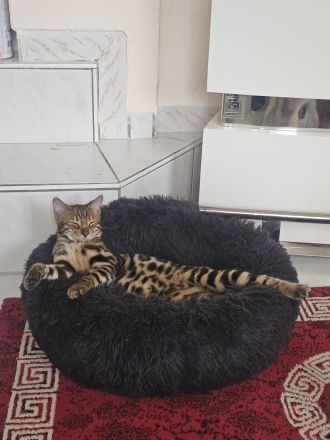 Wunderschöner, reinrassiger Bengal-Deckkater „Samy“ (1 Jahr) sucht Damenbesuch!