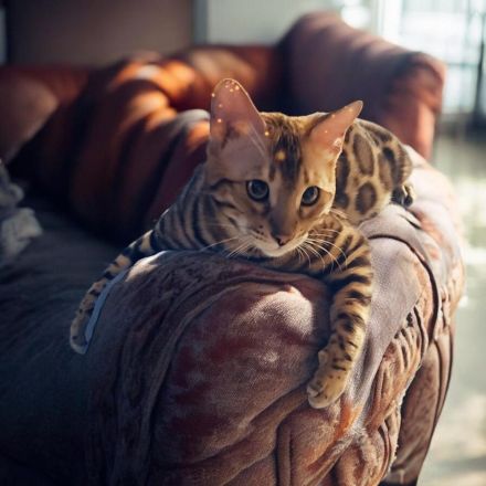 Wunderschöner, reinrassiger Bengal-Deckkater „Samy“ (1 Jahr) sucht Damenbesuch!