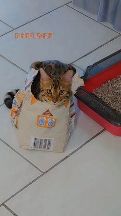 Wunderschöner, reinrassiger Bengal-Deckkater „Samy“ (1 Jahr) sucht Damenbesuch!