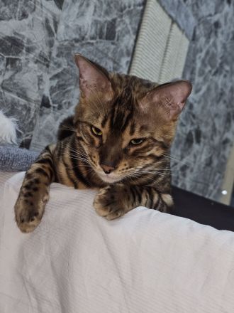 Wunderschöner, reinrassiger Bengal-Deckkater „Samy“ (1 Jahr) sucht Damenbesuch!