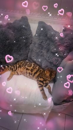 Wunderschöner, reinrassiger Bengal-Deckkater „Samy“ (1 Jahr) sucht Damenbesuch!