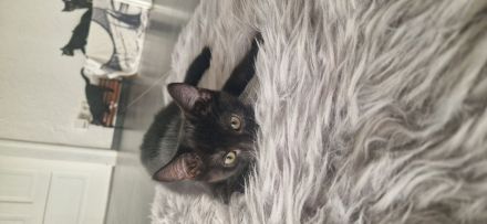 5 süße Katzen Babys