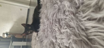 5 süße Katzen Babys