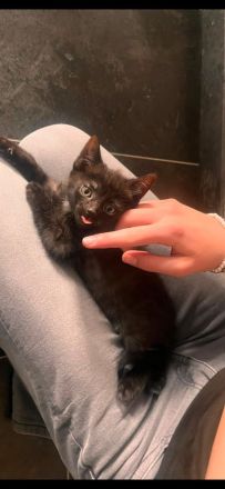5 süße Katzen Babys