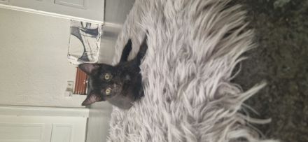 5 süße Katzen Babys