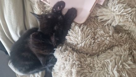 5 süße Katzen Babys