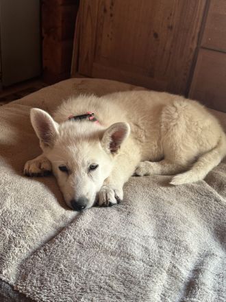 Weißer Schäferhund, Hündin, Welpe