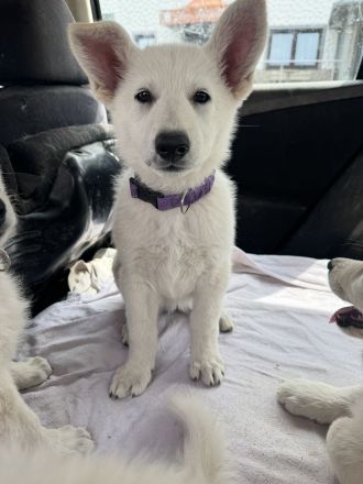 Weißer Schäferhund, Hündin, Welpe