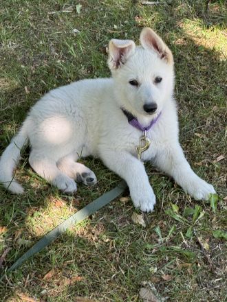 Weißer Schäferhund, Hündin, Welpe