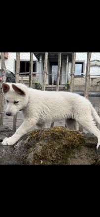 Weißer Schäferhund, Hündin, Welpe