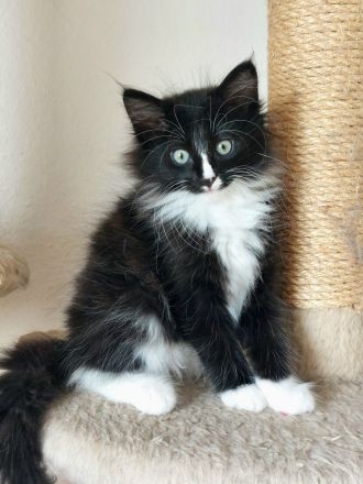 Norwegische Waldkatze/ Norweger Kätzchen