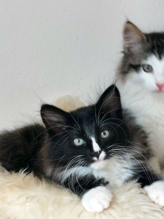 Norwegische Waldkatze/ Norweger Kätzchen