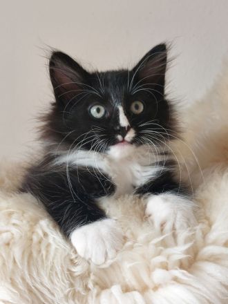 Norwegische Waldkatze/ Norweger Kätzchen