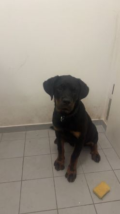 Süßes Rottweiler Mädchen