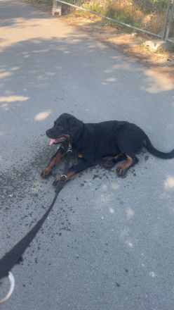 Süßes Rottweiler Mädchen