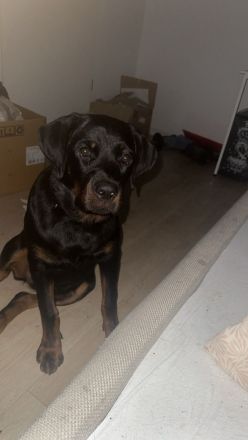 Süßes Rottweiler Mädchen
