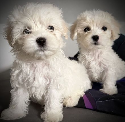 Bichon Frisé Malteser Welpen suchen ihr neues zuhause 🤍