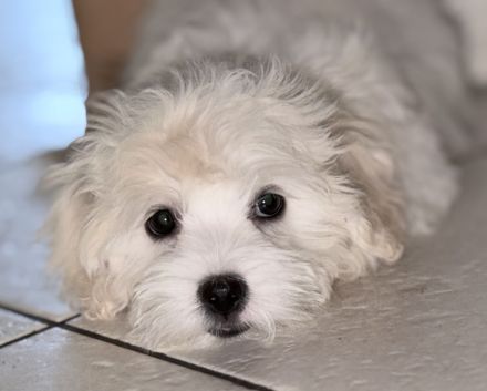 Bichon Frisé Malteser Welpen suchen ihr neues zuhause 🤍
