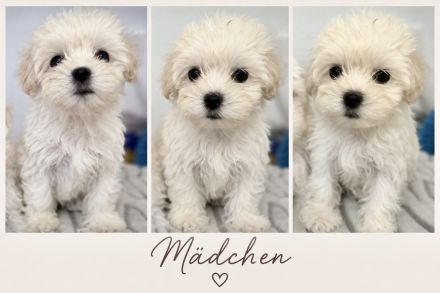 Bichon Frisé Malteser Welpen suchen ihr neues zuhause 🤍