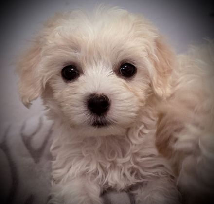 Bichon Frisé Malteser Welpen suchen ihr neues zuhause 🤍