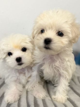 Bichon Frisé Malteser Welpen suchen ihr neues zuhause 🤍