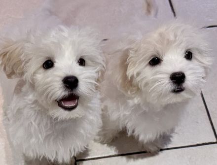 Bichon Frisé Malteser Welpen suchen ihr neues zuhause 🤍