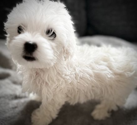 Bichon Frisé Malteser Welpen suchen ihr neues zuhause 🤍