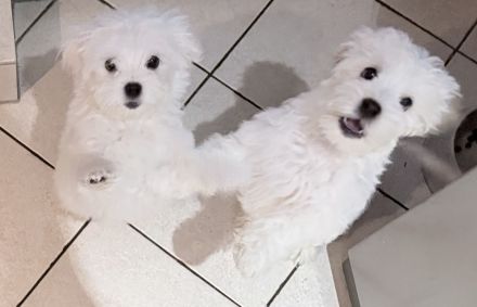 Bichon Frisé Malteser Welpen suchen ihr neues zuhause 🤍