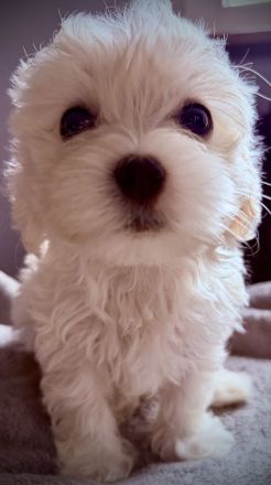 Bichon Frisé Malteser Welpen suchen ihr neues zuhause 🤍