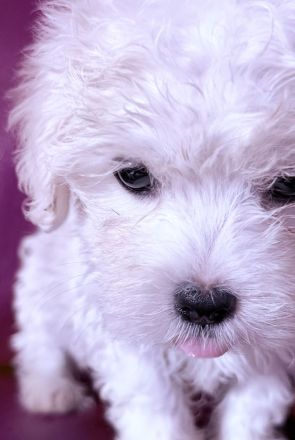 Bichon Frisé Malteser Welpen suchen ihr neues zuhause 🤍