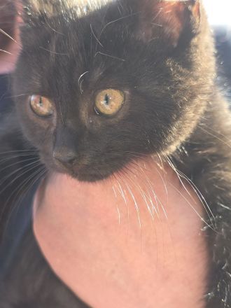 4 süsse Perser Ragdoll Ekh Mix Kitten Katzenbabys auzugsbereit