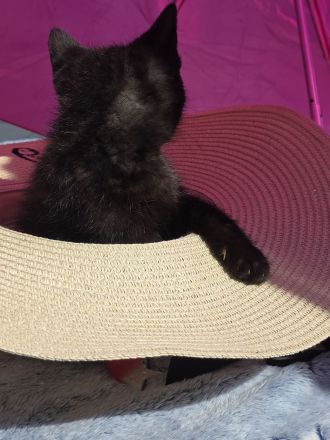 4 süsse Perser Ragdoll Ekh Mix Kitten Katzenbabys auzugsbereit