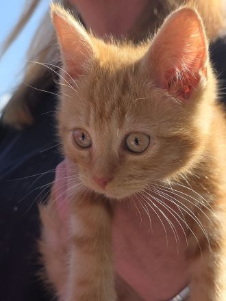 4 süsse Perser Ragdoll Ekh Mix Kitten Katzenbabys auzugsbereit