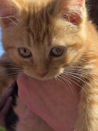 4 süsse Perser Ragdoll Ekh Mix Kitten Katzenbabys auzugsbereit
