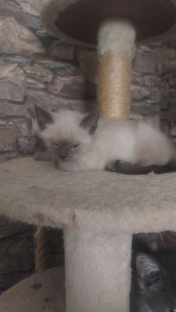 Kleine Siamkatze