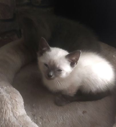 Kleine Siamkatze