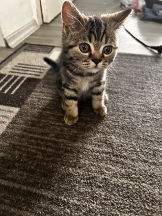 Bkh Kater
