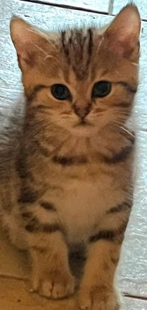 Reinrassige British Kurzhaar Kitten, BKH Kätzchen