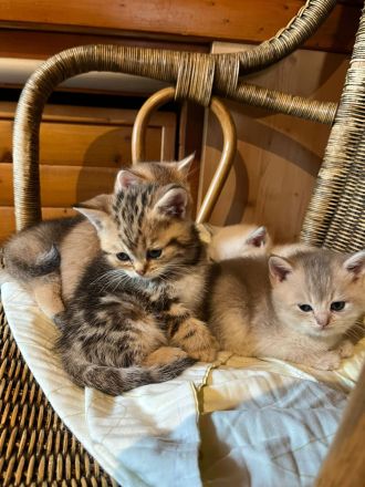 Reinrassige British Kurzhaar Kitten, BKH Kätzchen