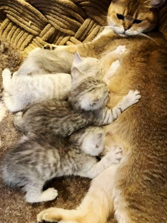 Reinrassige British Kurzhaar Kitten, BKH Kätzchen