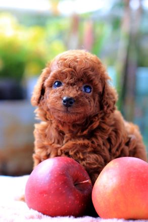 Toypudel (Pudel), Ein kleines Mädchen, red-brown