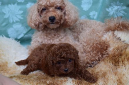 Toypudel (Pudel), Ein kleines Mädchen, red-brown